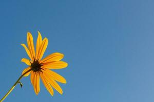 Yellow flower on a blue sky background photo