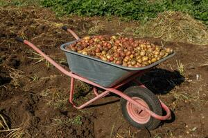 Fresh organic potatoes in a garden wheelbarrow. photo