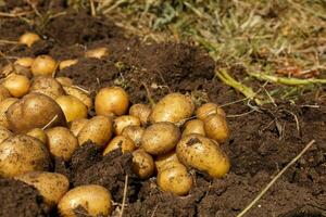 Pile of newly harvested potatoes on field. Harvesting potato roots from soil in homemade garden. photo