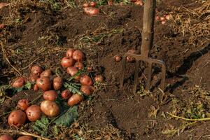 Heap of potatoes and Pitchfork sticking out of the ground. Potato digging. photo