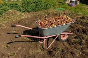 Fresco orgánico patatas en un jardín carretilla. foto