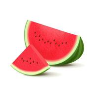 Watermelon isolated on white background. vector