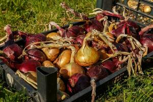 onions in a black plastic box on the grass. photo