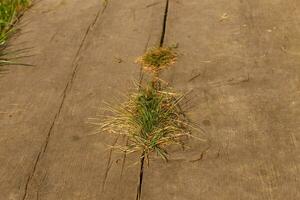 Grass grows from cracks in wooden sidewalks. photo