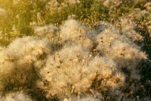 Cirsium arvense. Field with faded Creeping thistle photo