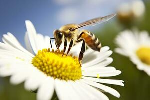 Bee and flower. Close up of a bee collecting honey on a daisy flower on a sunny day. Generative AI photo