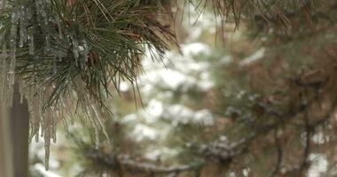 gouttes égouttage de glaçons sur une pin arbre. proche en haut video