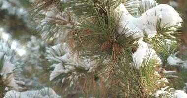 Fine snow is falling on the background of a snow-covered pine tree with cones. Close up video