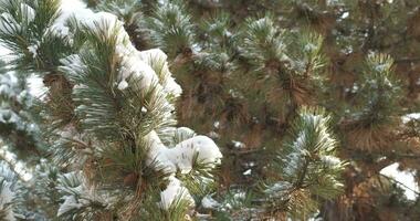 fein Schnee ist fallen auf das Hintergrund von ein schneebedeckt Kiefer Baum mit Zapfen. schließen oben video