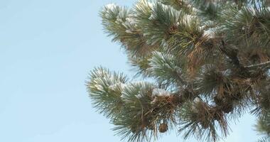 Fine snow is falling on the background of a snow-covered pine tree with cones. Close up video