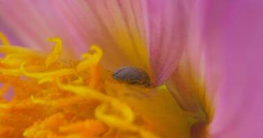 macro Disparo de un grande escarabajo coleccionar polen desde un pálido rosado flor en un soleado día. lento movimiento, cerca arriba video