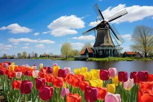 Colorful tulips and windmill in Holland. Spring landscape, Landscape with tulips in Zaanse Schans, Netherlands, Europe, AI Generated photo