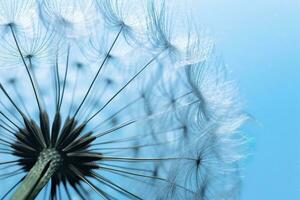 Close up of dandelion on the blue background. Generative AI photo