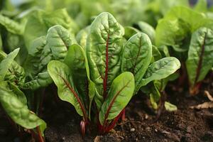 Chard growing in an urban garden. Garden beet and salad leaves close up. Generative AI photo