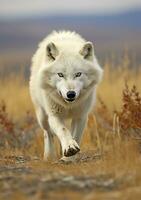 The Wolf Gaze, A Moment of Life in the Arctic Wilderness. AI Generative photo
