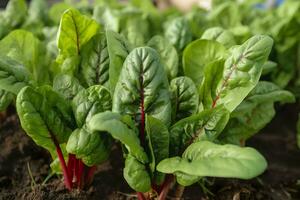 Chard growing in an urban garden. Garden beet and salad leaves close up. Generative AI photo