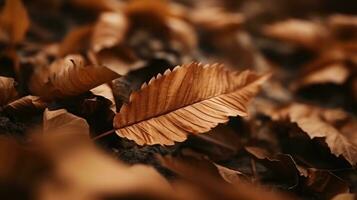 fondo de hojas de otoño foto