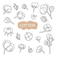 Set of vector illustrations of cotton plant.