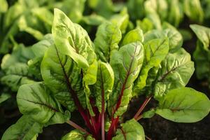 Chard growing in an urban garden. Garden beet and salad leaves close up. Generative AI photo