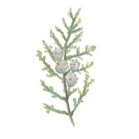 Vector green branches of a Christmas tree in a watercolor style. Element for creating holiday decoration, cards and packaging.