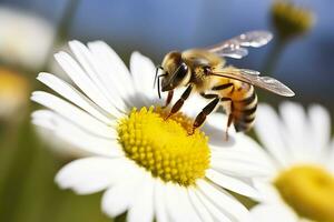 Bee and flower. Close up of a bee collecting honey on a daisy flower on a sunny day. Generative AI photo