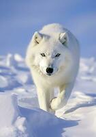 el lobo mirada, un momento de vida en el ártico desierto. ai generativo foto