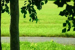 Green Grass and Tree Leaves Fresh Botanical Outdoors Background Landscape photo