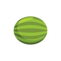 Green watermelon on a white background vector