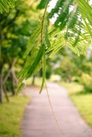 Beauty Green Tree Leaves Fresh Botanical Outdoors Background Landscape photo