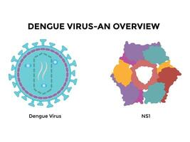 Dengue virus. Dengue virus DENV is the cause of dengue fever. It is a mosquito borne, single positive stranded RNA virus. Virion includes RNA strands, proteins, and envelopes. vector