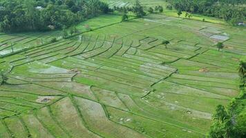 aéreo Visão do uma arroz campo. Filipinas video