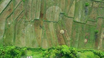 Aerial view of a rice field. Philippines video