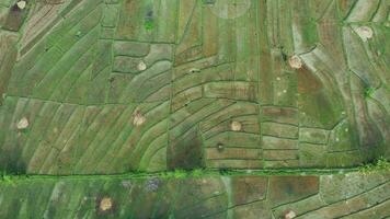 aérien vue de une riz champ. philippines video