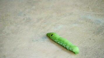 cerca arriba verde gusano o dafnis neri gusano, bebé verde gusano tener un cuerno en el piso, animal fauna silvestre concepto, verde gusano orugas video