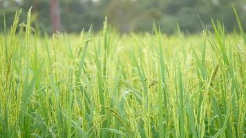 green wheat field, Ripe rice field, Beautiful golden field and ear of rice, Mature rice fields on farms, Rice in a paddy field,Blur Paddy field in the morning background video