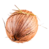 Coconuts. AI Generative png