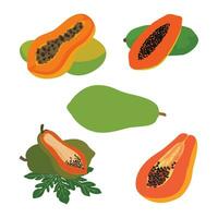 Papaya Fruit Pro Vector illustration