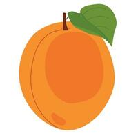 Fresh apricot on a white background. Vector. Summer orange fruit. Flat style illustration for packaging juice, jam. vector