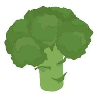 Broccoli with head and stem. Vector illustration in a flat style. Fresh raw vegetable green tree cabbage. Vector illustration isolated on white background in cartoon style.