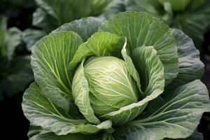 Cabbage growing in an urban garden. Cabbage leaves and head close up. Generative AI photo
