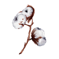 Cotton flower watercolor png