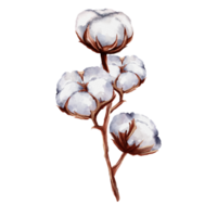 Cotton flower watercolor png