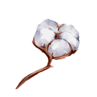 Cotton flower watercolor png