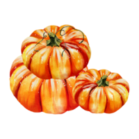 Autumn pumpkins watercolor png