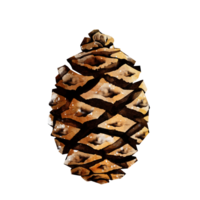 Pine cone watercolor png