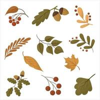 a set of different autumn leaves, mountain ash, acorn and chestnut. Isolated vector. vector