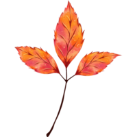 Autumn leaf watercolor png