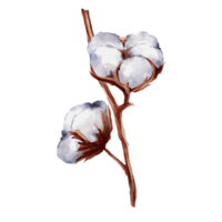 Cotton flower watercolor png