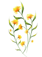 Branch of watercolor yellow flower bouquet png