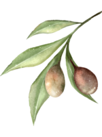 Branch of raw olive watercolor png